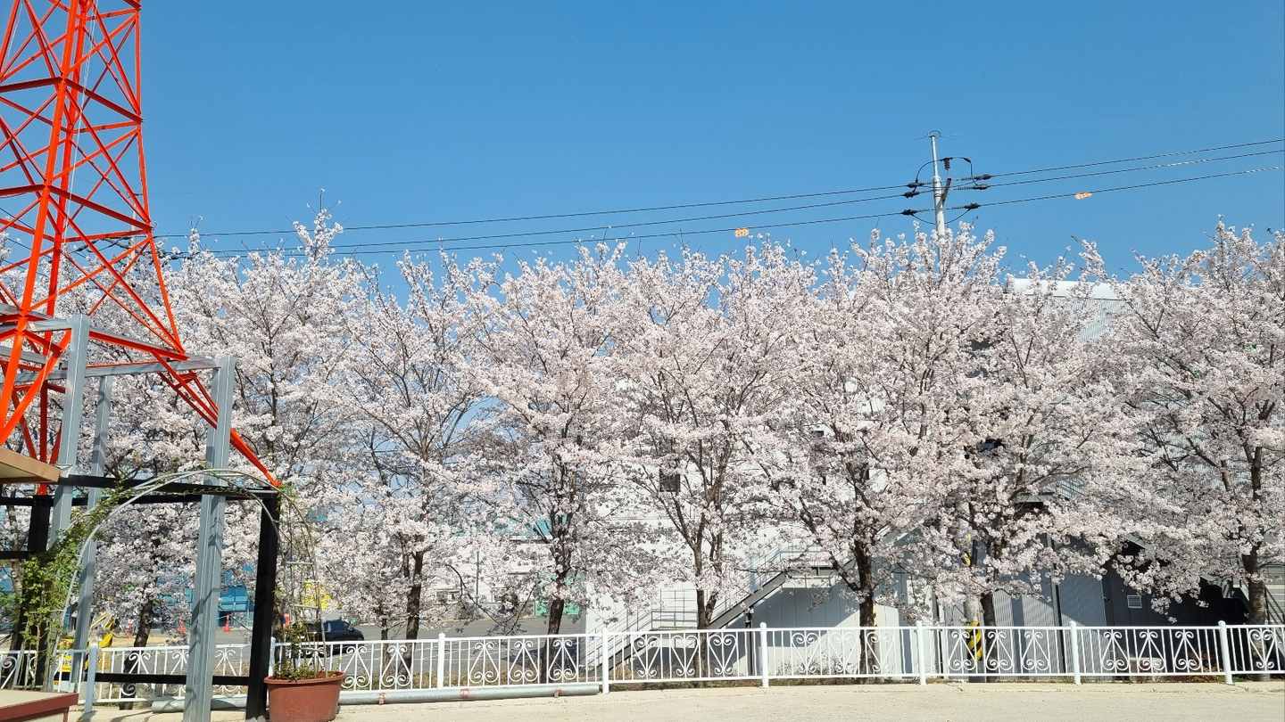 활짝 핀 벚꽃 너머로 보이는 교회 십자가탑